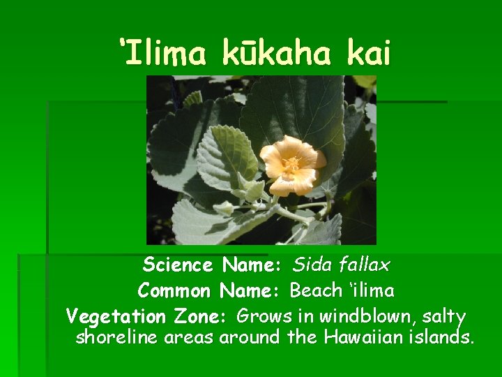 ‘Ilima kūkaha kai Science Name: Sida fallax Common Name: Beach ‘ilima Vegetation Zone: Grows