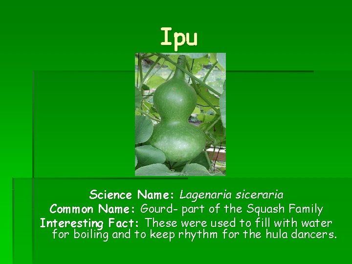 Ipu Science Name: Lagenaria siceraria Common Name: Gourd- part of the Squash Family Interesting