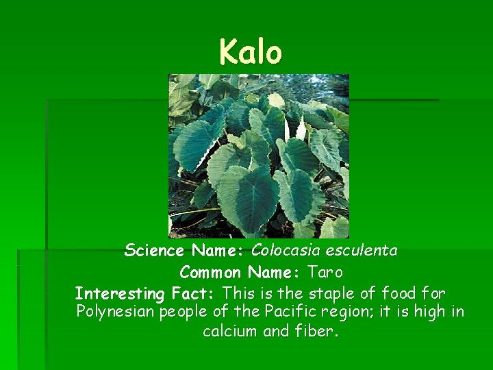 Kalo Science Name: Colocasia esculenta Common Name: Taro Interesting Fact: This is the staple