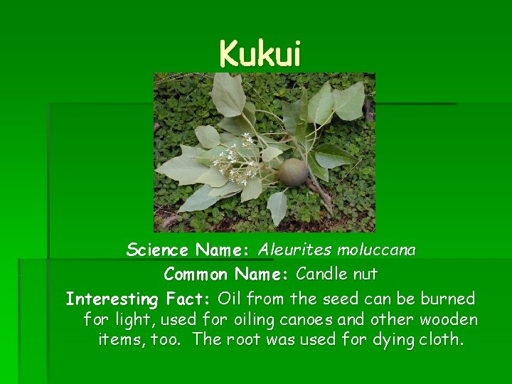 Kukui Science Name: Aleurites moluccana Common Name: Candle nut Interesting Fact: Oil from the