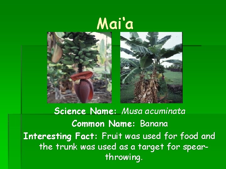 Mai‘a Science Name: Musa acuminata Common Name: Banana Interesting Fact: Fruit was used for