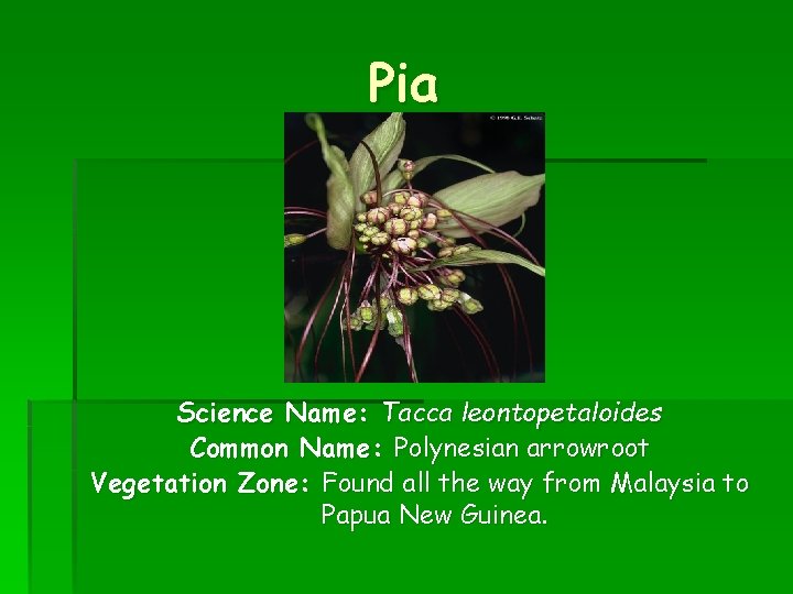 Pia Science Name: Tacca leontopetaloides Common Name: Polynesian arrowroot Vegetation Zone: Found all the