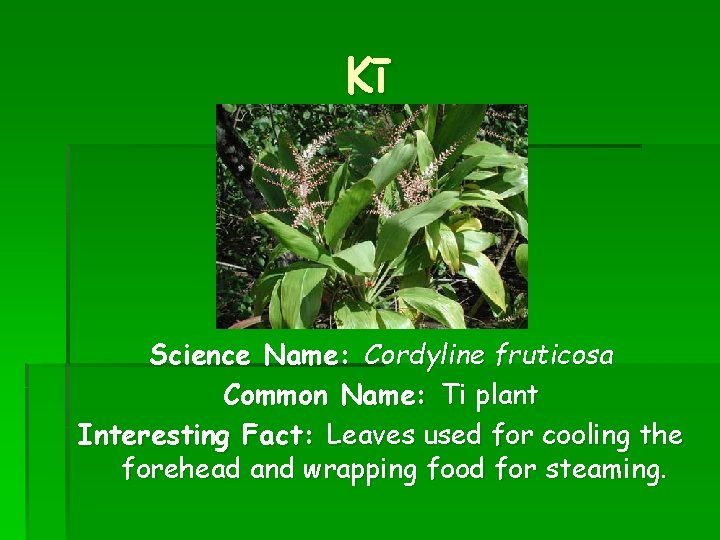 Kī Science Name: Cordyline fruticosa Common Name: Ti plant Interesting Fact: Leaves used for
