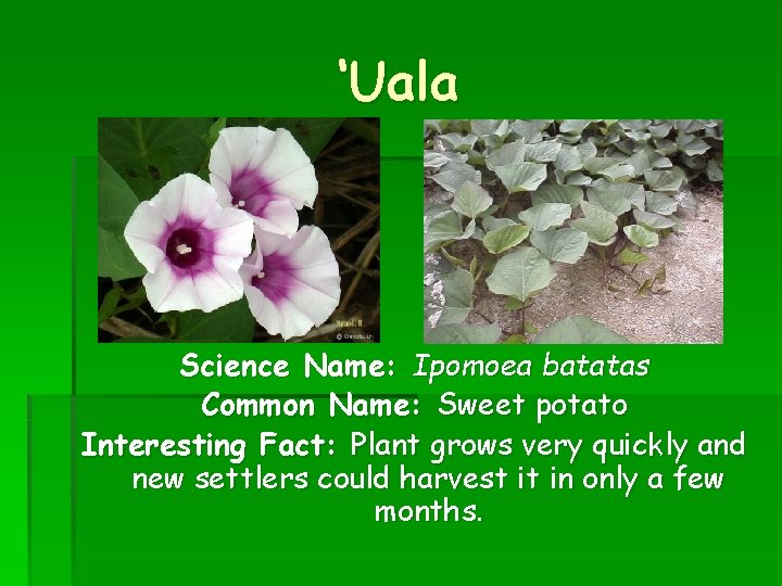 ‘Uala Science Name: Ipomoea batatas Common Name: Sweet potato Interesting Fact: Plant grows very