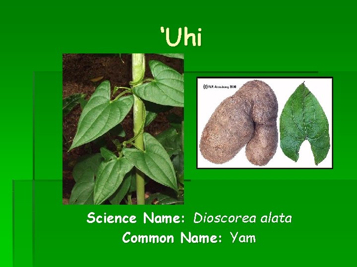 ‘Uhi Science Name: Dioscorea alata Common Name: Yam 