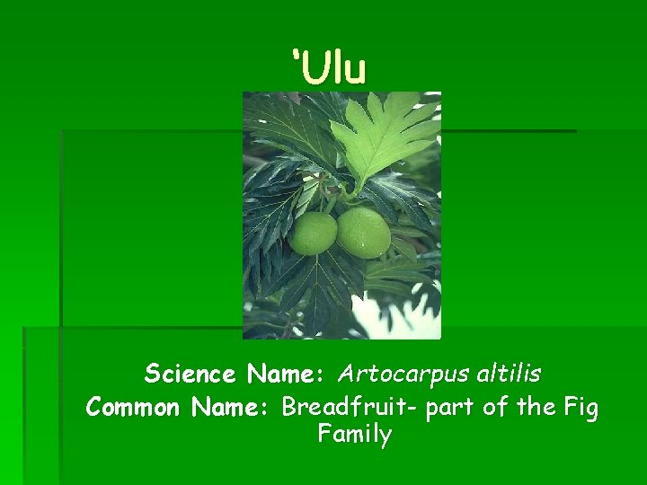 ‘Ulu Science Name: Artocarpus altilis Common Name: Breadfruit- part of the Fig Family 
