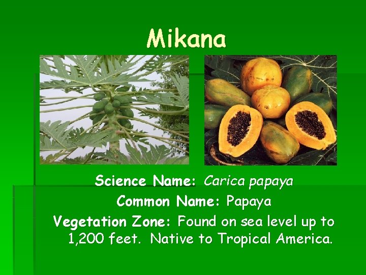 Mikana Science Name: Carica papaya Common Name: Papaya Vegetation Zone: Found on sea level