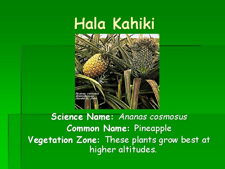 Hala Kahiki Science Name: Ananas cosmosus Common Name: Pineapple Vegetation Zone: These plants grow