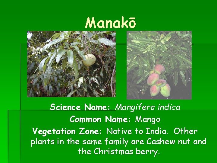 Manakō Science Name: Mangifera indica Common Name: Mango Vegetation Zone: Native to India. Other
