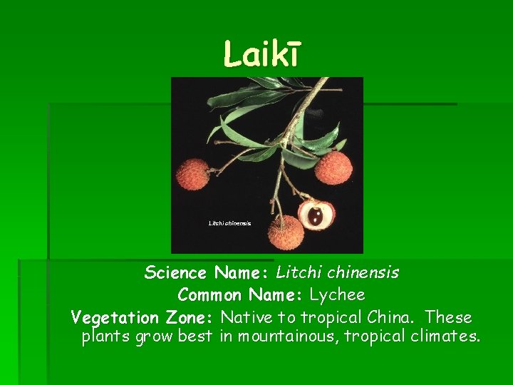 Laikī Science Name: Litchi chinensis Common Name: Lychee Vegetation Zone: Native to tropical China.