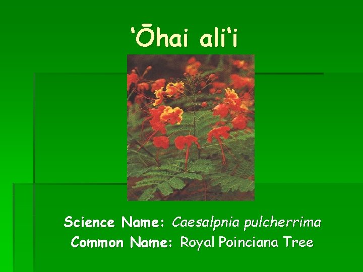 ‘Ōhai ali‘i Science Name: Caesalpnia pulcherrima Common Name: Royal Poinciana Tree 