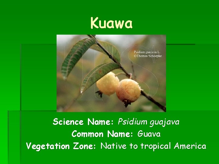 Kuawa Science Name: Psidium guajava Common Name: Guava Vegetation Zone: Native to tropical America
