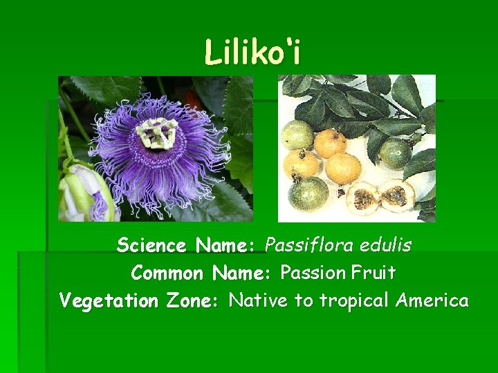 Liliko‘i Science Name: Passiflora edulis Common Name: Passion Fruit Vegetation Zone: Native to tropical