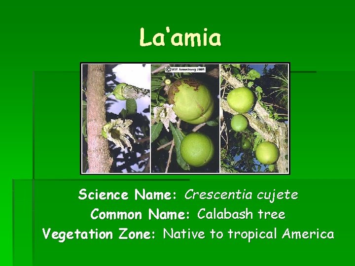 La‘amia Science Name: Crescentia cujete Common Name: Calabash tree Vegetation Zone: Native to tropical