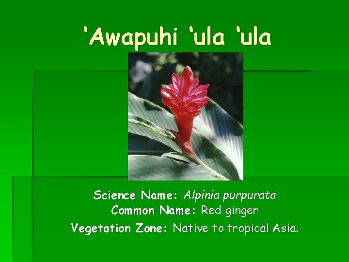 ‘Awapuhi ‘ula Science Name: Alpinia purpurata Common Name: Red ginger Vegetation Zone: Native to