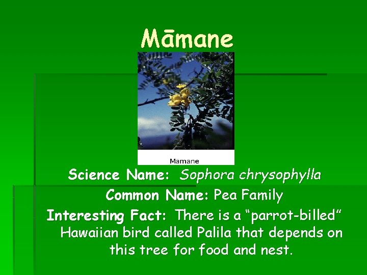 Māmane Science Name: Sophora chrysophylla Common Name: Pea Family Interesting Fact: There is a