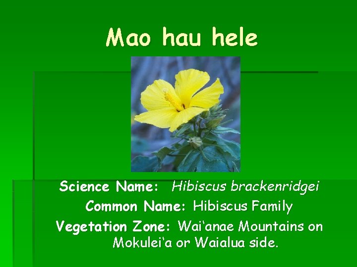 Mao hau hele Science Name: Hibiscus brackenridgei Common Name: Hibiscus Family Vegetation Zone: Wai‘anae