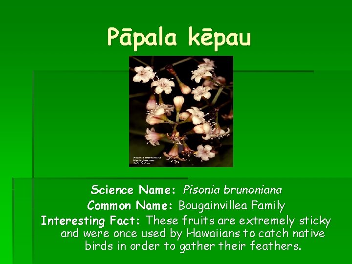 Pāpala kēpau Science Name: Pisonia brunoniana Common Name: Bougainvillea Family Interesting Fact: These fruits