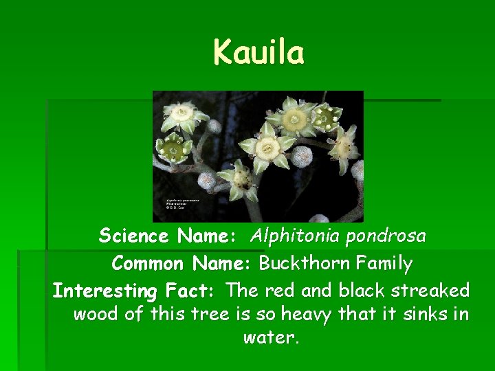 Kauila Science Name: Alphitonia pondrosa Common Name: Buckthorn Family Interesting Fact: The red and