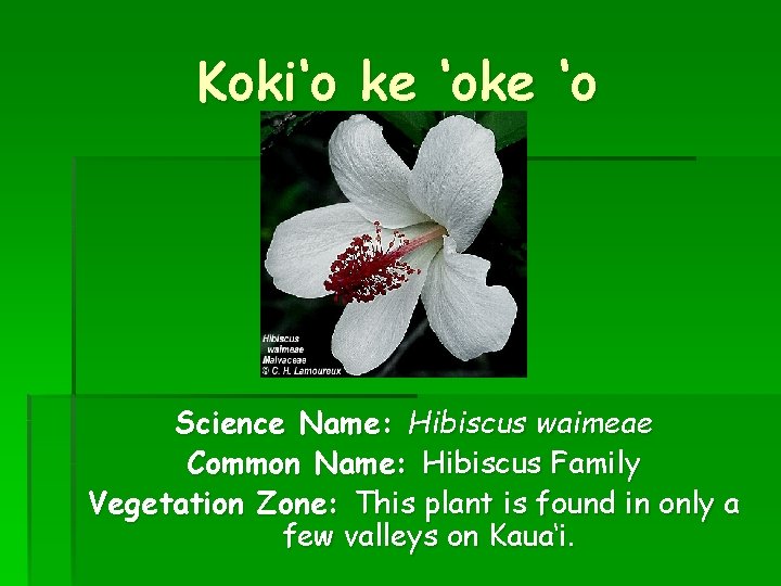 Koki‘o ke ‘o Science Name: Hibiscus waimeae Common Name: Hibiscus Family Vegetation Zone: This