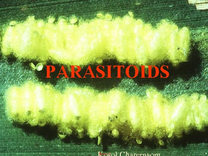 PARASITOIDS 