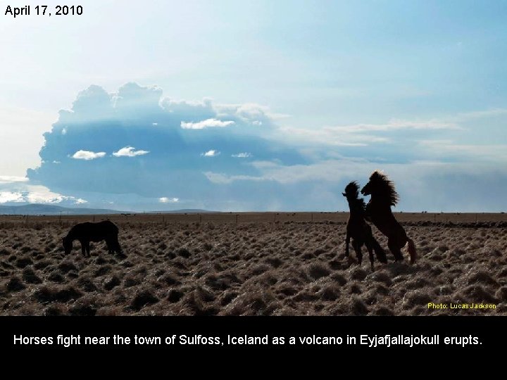 April 17, 2010 Photo: Lucas Jackson Horses fight near the town of Sulfoss, Iceland
