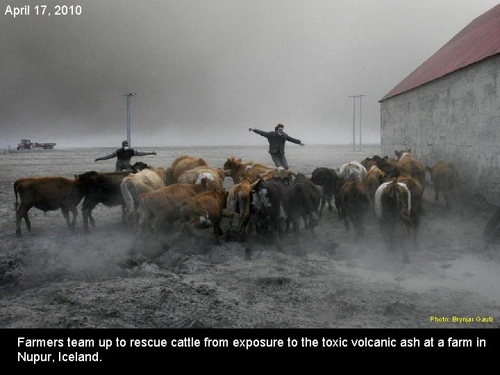 April 17, 2010 Photo: Brynjar Gauti Farmers team up to rescue cattle from exposure