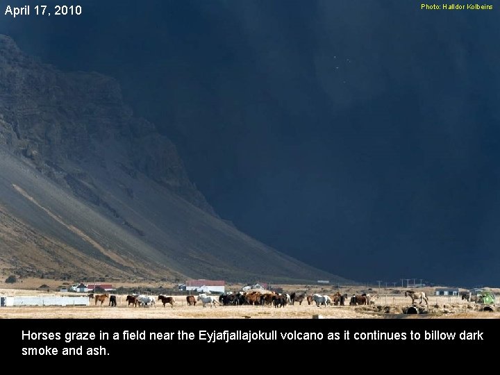 April 17, 2010 Photo: Halldor Kolbeins Horses graze in a field near the Eyjafjallajokull