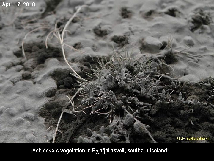 April 17, 2010 Photo: Ingolfur Juliusson Ash covers vegetation in Eyjafjallasveit, southern Iceland 