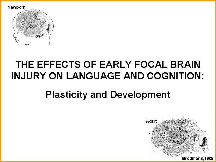 Newborn THE EFFECTS OF EARLY FOCAL BRAIN INJURY ON LANGUAGE AND COGNITION: Plasticity and