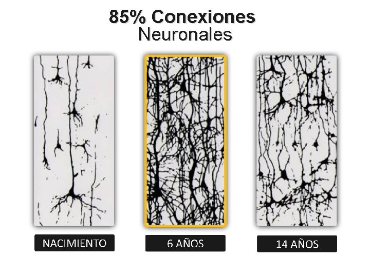 La Primera Infancia desarrollo 85 Conexiones Neuronales Desarrollo
