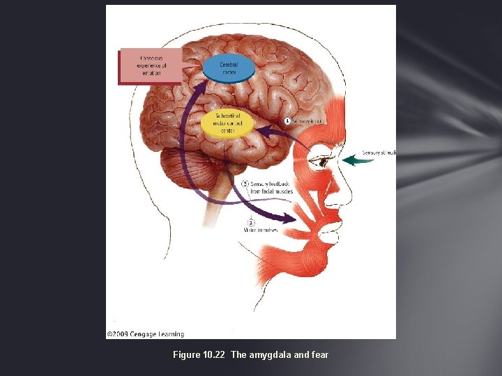 Figure 10. 22 The amygdala and fear 