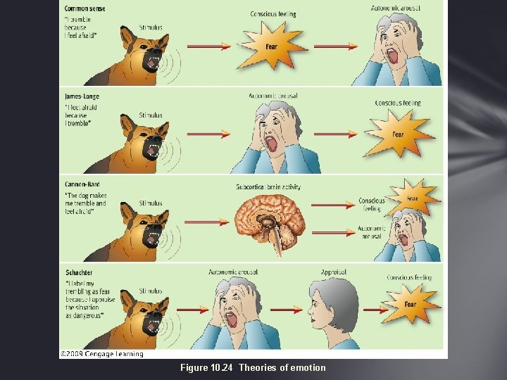 Figure 10. 24 Theories of emotion 