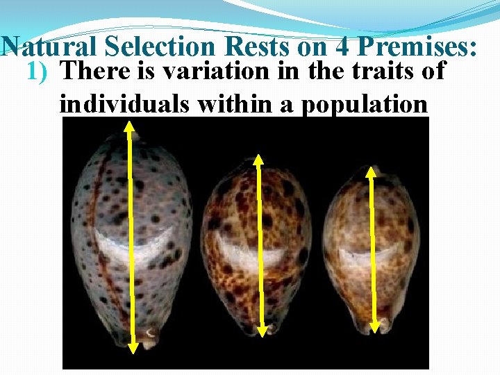 Natural Selection Rests on 4 Premises: 1) There is variation in the traits of