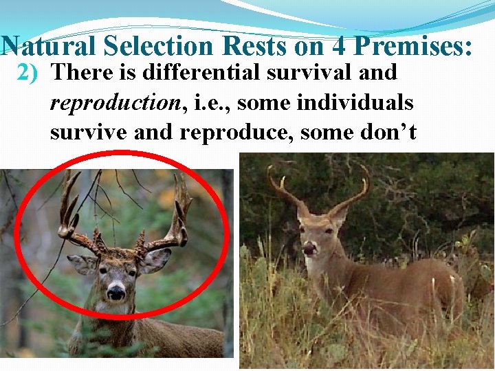 Natural Selection Rests on 4 Premises: 2) There is differential survival and reproduction, i.