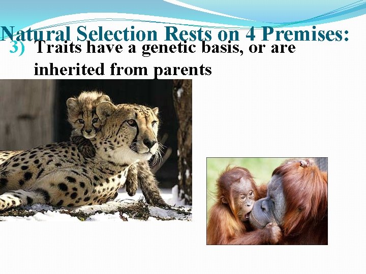 Natural Selection Rests on 4 Premises: 3) Traits have a genetic basis, or are
