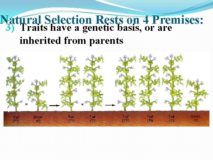 Natural Selection Rests on 4 Premises: 3) Traits have a genetic basis, or are