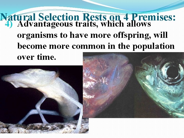 Natural Selection Rests on 4 Premises: 4) Advantageous traits, which allows organisms to have