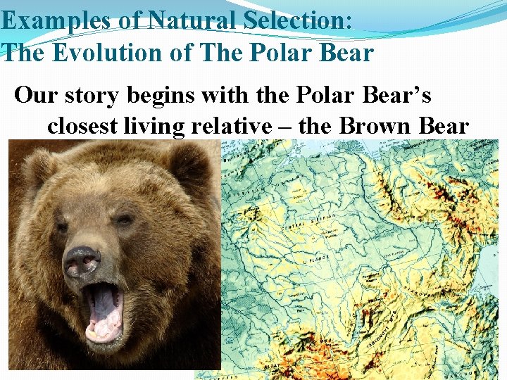 Examples of Natural Selection: The Evolution of The Polar Bear Our story begins with