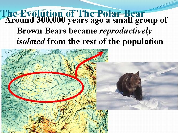 The Evolution of The Polar Bear Around 300, 000 years ago a small group