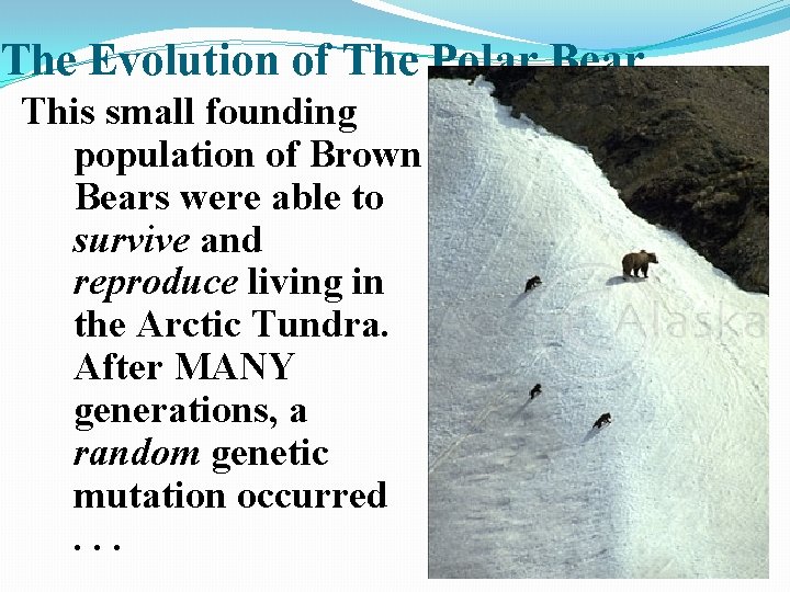 The Evolution of The Polar Bear This small founding population of Brown Bears were