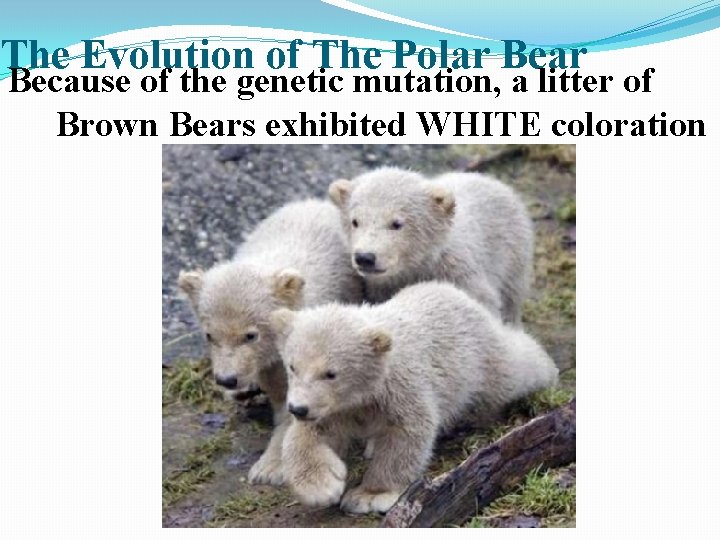 The Evolution of The Polar Because of the genetic mutation, a litter of Brown