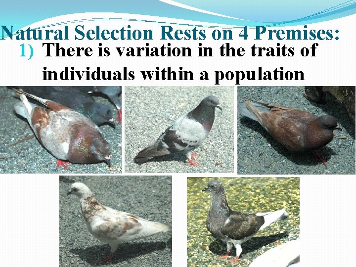 Natural Selection Rests on 4 Premises: 1) There is variation in the traits of