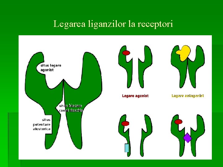 Legarea liganzilor la receptori 