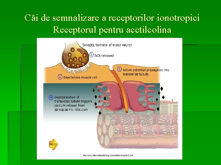 Căi de semnalizare a receptorilor ionotropici Receptorul pentru acetilcolina 