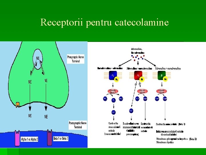 Receptorii pentru catecolamine 