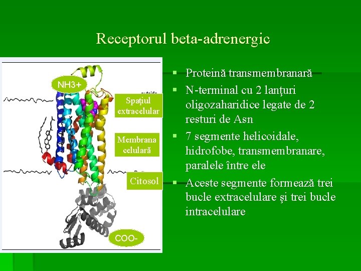 Receptorul beta-adrenergic NH 3+ Spaţiul extracelular Membrana celulară Citosol COO- § Proteină transmembranară §