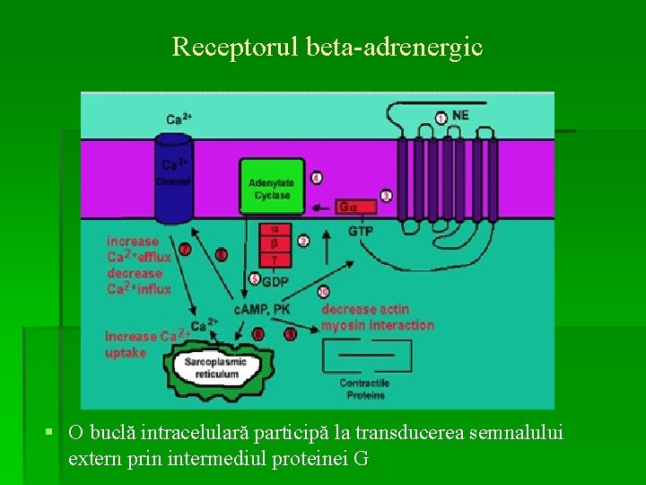 beta 3 receptor adrenergic pierderea în greutate agonistă)