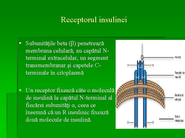 Receptorul insulinei § Subunităţile beta (β) penetrează membrana celulară; au capătul Nterminal extracelular, un