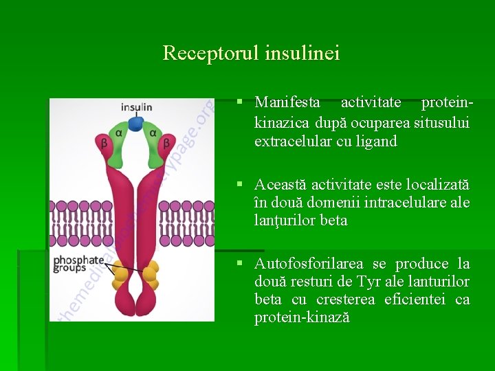 Receptorul insulinei § Manifesta activitate proteinkinazica după ocuparea situsului extracelular cu ligand § Această